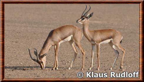 Gazelle de montagne d'Arabie (Gazella gazella cora)