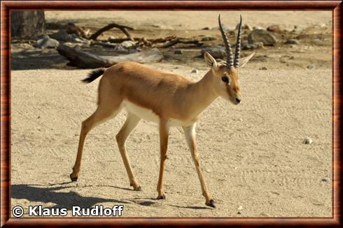 Gazella leptoceros