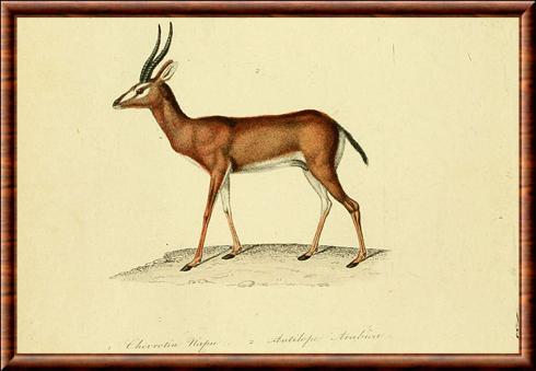 Gazelle saoudienne (Gazella saudiya)