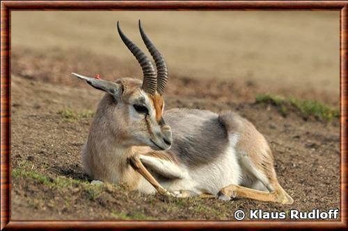 Gazella spekei