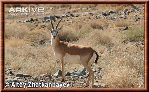 Gazella subgutturosa