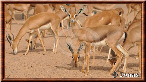 Gazella gazella cora