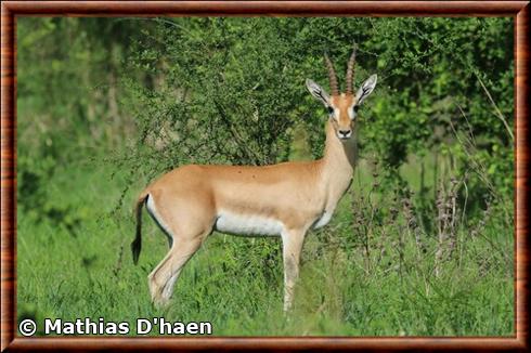 Gazelle a front roux parc national de Zakouma.jpg