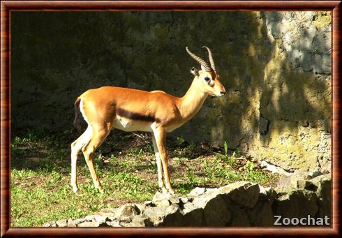 Gazelle a front roux zoo de Varsovie.jpg