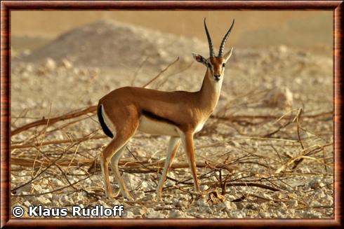 Gazelle a front roux (Eudorcas rufifrons)