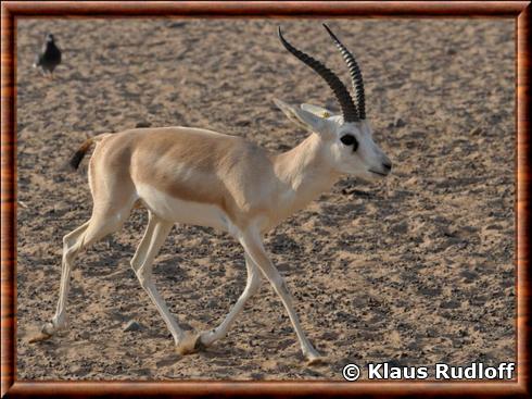 Gazelle a goitre d'Arabie (Gazella subgutturosa marica)