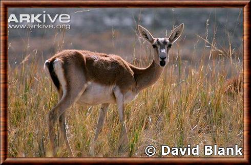 Gazelle a goitre femelle