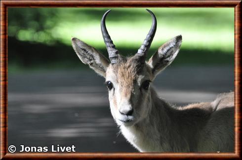 Gazelle a goitre gros plan.jpg