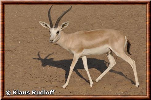 Gazelle a goitre (Gazella subgutturosa)