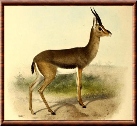 Gazelle d'Arabie (Gazella arabica)