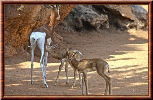 Gazelle dama femelle