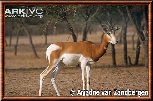 Gazelle dama male