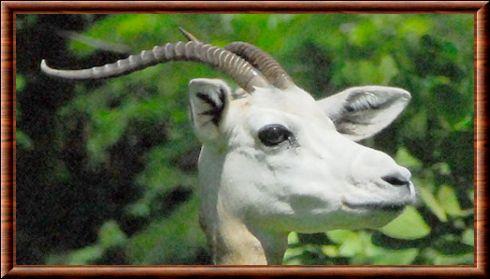 Gazelle dama portrait