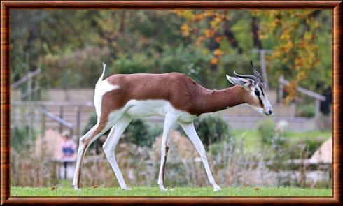Gazelle dama (Nanger dama)