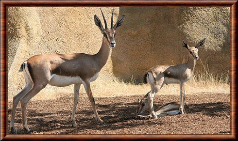 Gazelle de Cuvier femelle