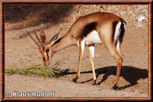 Gazelle de cuvier oasis wildlife park
