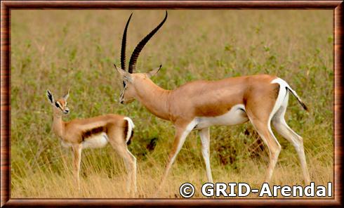 Gazelle de Grant femelle