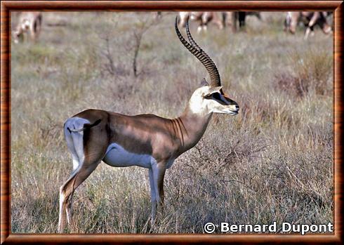 Gazelle de grant reserve nationale de samburu