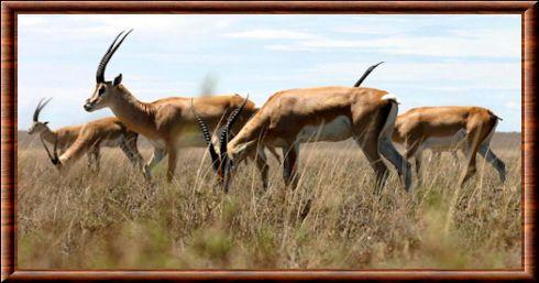 Gazelle de Grant au Serengeti