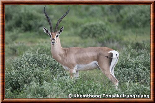 Gazelle de Grant (Nanger granti)