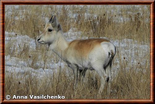 Gazelle de Mongolie male