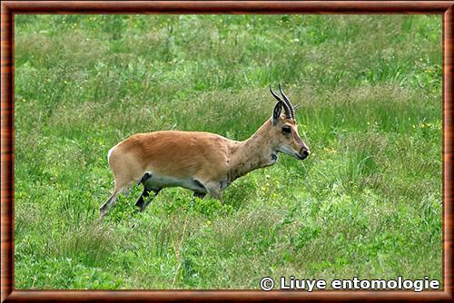 Gazelle de Mongolie