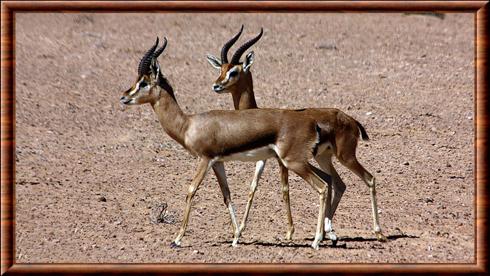 Gazelle de montagne desert Dubai