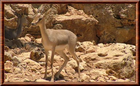 Gazelle de montagne jerusalem zoo