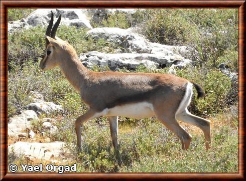 Gazelle de montagne (Gazella gazella)