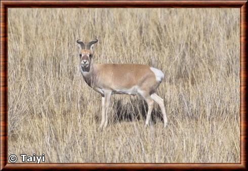 Gazelle de przewalski a Haibei au Tibet.jpg