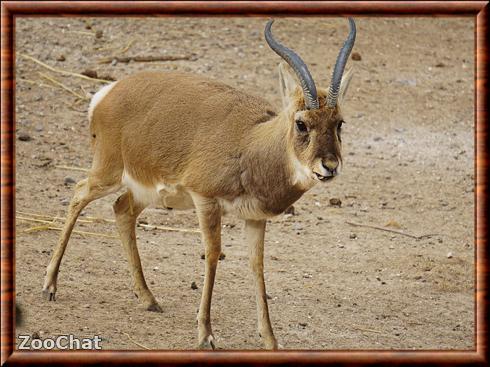 Gazelle de Przewalski zoo de Xining.jpg