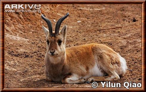 Gazelle de Przewalski (Procapra przewalskii)