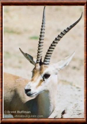 Gazelle de Rhim portrait.jpg