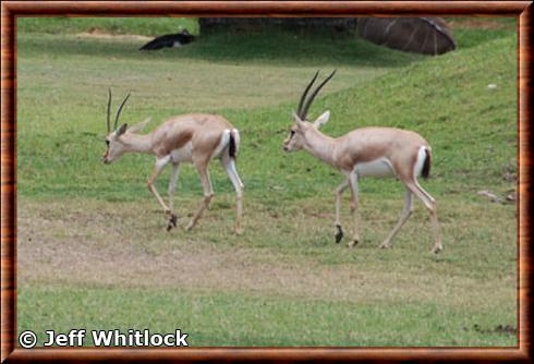 Gazelle de rhim zoo de Montgomery.jpg