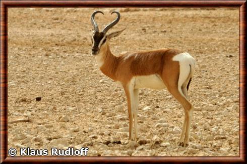 Gazelle de Soemmerring (Nanger soemmerringii)