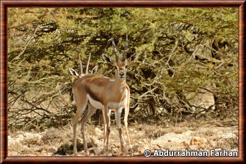 Gazelle de Speke en Somalie.jpg