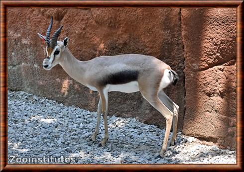 Gazelle de Speke au zoo de Saint Louis.jpg