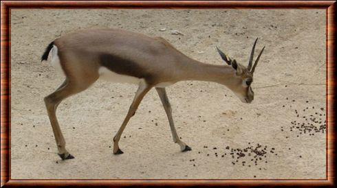 Gazelle de Speke (Gazella spekei)