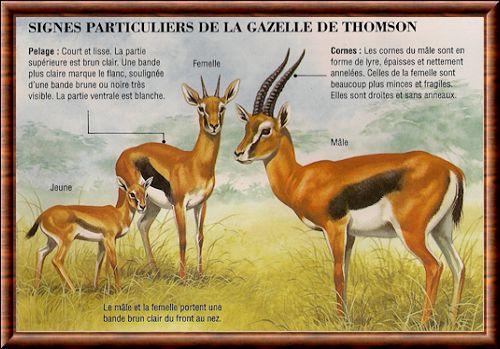 Gazelle de Thomson 03