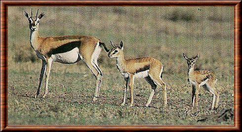 Gazelle de Thomson femelle