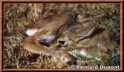 Gazelle de Thomson juvenile