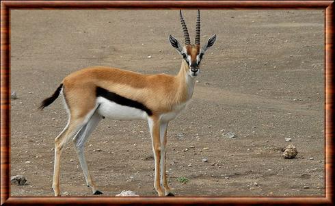 Gazelle de Thomson (Eudorcas thomsonii)