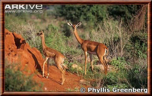 Gazelle de Waller femelle