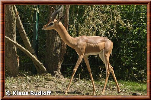 Gazelle de Waller (Litocranius walleri)