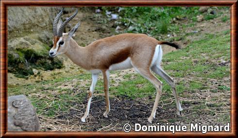 Gazelle dorcas Zoo Doue la Fontaine