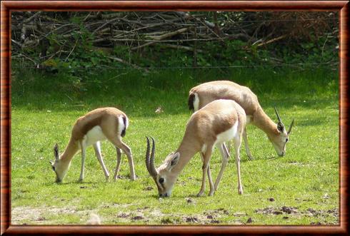 Gazelle dorcas zoo de Munich