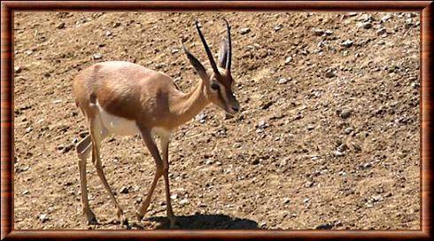 Gazelle dorcas (Gazella dorcas)