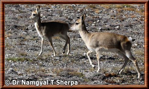 Gazelle du Tibet femelle