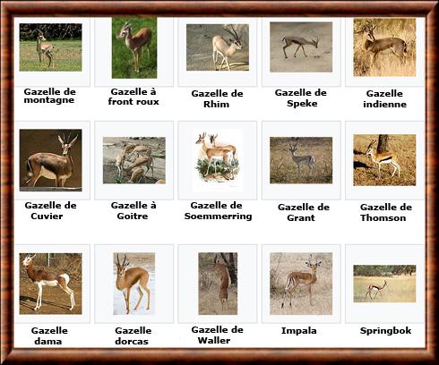 Gazelle especes