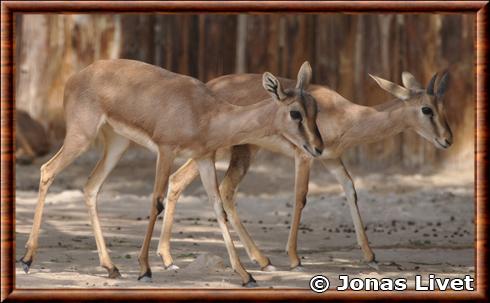 Gazelle indienne Doha zoo.jpg